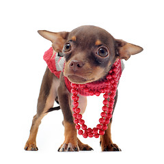 Image showing sad chihuahua with pearl collar