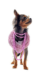 Image showing elegant chihuahua