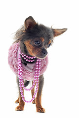 Image showing chihuahua with pearl collar