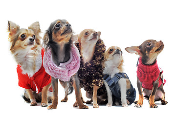 Image showing five chihuahuas