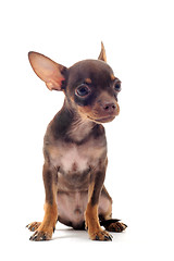 Image showing puppy chihuahua