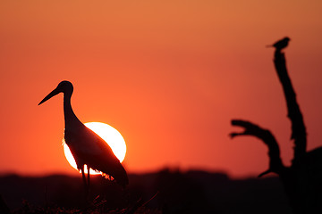 Image showing stork and sunset