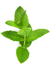 Image showing Branch of mint