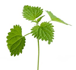 Image showing Urtica dioica plant leaves