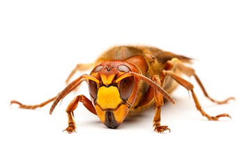Image showing European hornet, Vespa crabro
