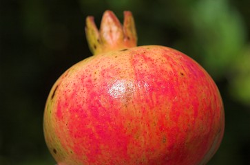 Image showing pomegranate