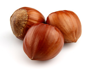 Image showing Dried hazelnuts