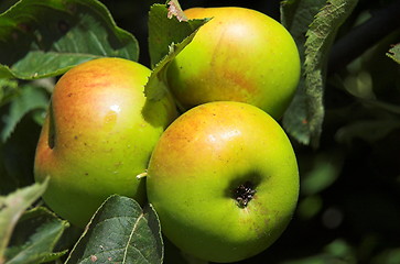 Image showing three apples