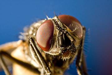 Image showing Horse fly with black background and huge compound eyes