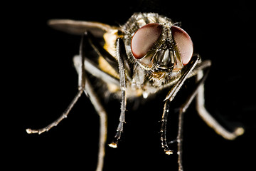 Image showing horse fly with black background