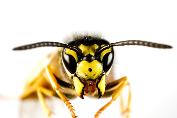 Image showing head of wasp in white background