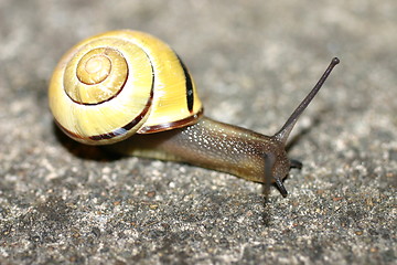 Image showing Snail