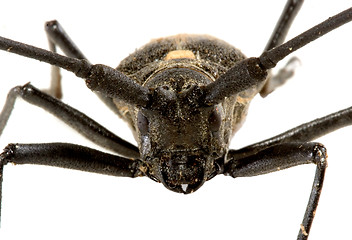 Image showing Isolated beetle on white background