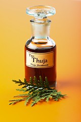 Image showing Thuja Occidentalis plant and extract