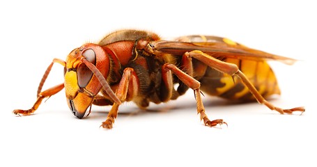 Image showing European hornet, Vespa crabro