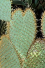 Image showing Funny cactus in shape of heart