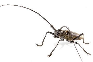 Image showing Isolated beetle on white background