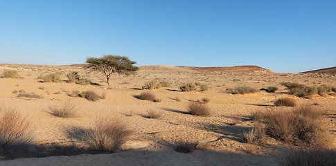 Image showing Acacia tree in the desert at sunset