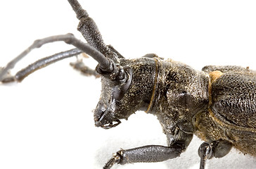 Image showing Isolated beetle on white background