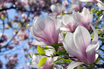 Image showing magnolia