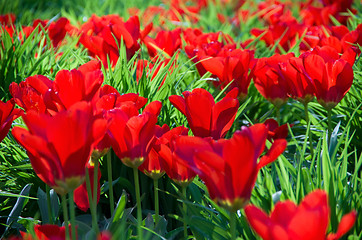 Image showing tulips