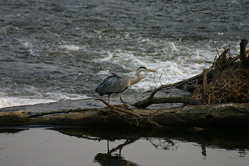 Image showing Heron on River