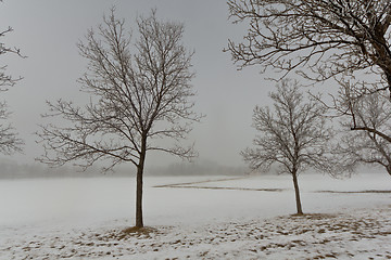 Image showing Trees on a foggy day 