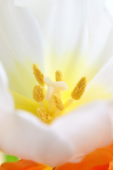 Image showing detailed image of tulip