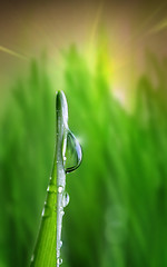 Image showing waterdrop on green on a blade of grass