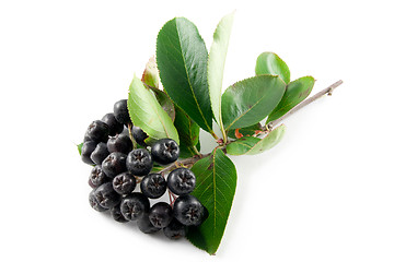 Image showing Black Chokeberry (Aronia)