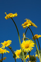 Image showing yellow spring flowers against blue sky