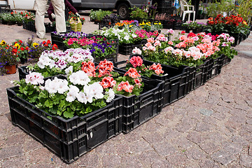 Image showing Spring flowers in boxes on the market