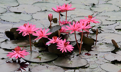 Image showing Pink lotuses