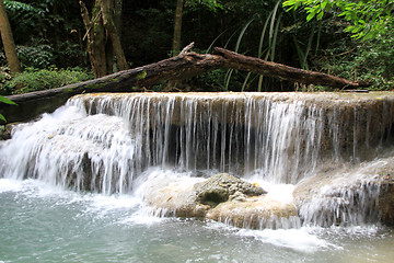 Image showing Tree and waterfall