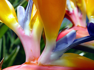 Image showing Bird of Paradise