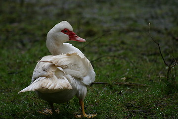 Image showing Duck