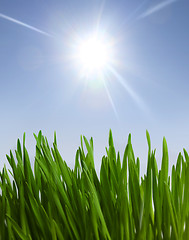 Image showing grass and sunlight