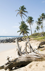 Image showing driftwood coconut palm trees undeveloped beach Corn Island Nicar