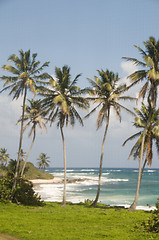 Image showing coconut palm trees undeveloped beach Corn Island Nicaragua