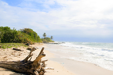 Image showing driftwood coconut palm trees undeveloped beach Corn Island Nicar