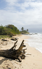 Image showing driftwood coconut palm trees undeveloped beach Corn Island Nicar