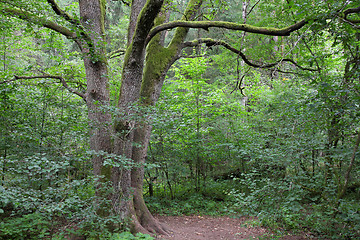 Image showing Primeval forest in Poland