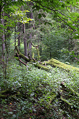 Image showing Bialowieza primeval forest