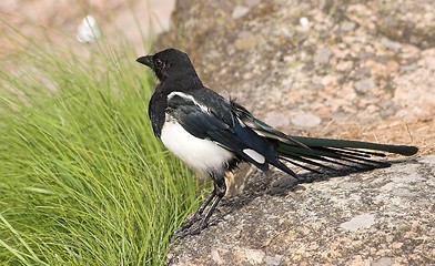 Image showing magpie