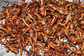 Image showing Fried crickets