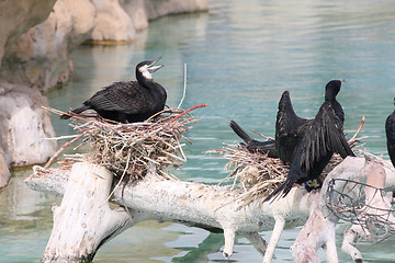 Image showing Great cormorant