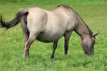 Image showing Pregnant mare