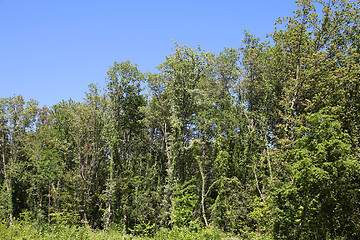 Image showing Forest in Croatia