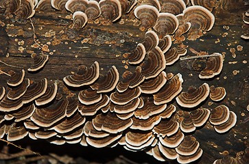 Image showing fungus in the trunk