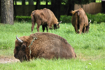 Image showing European bisons